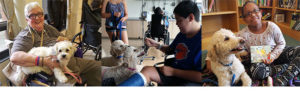 Therapy Dogs of Long Island