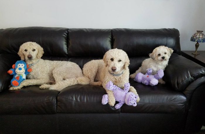 Dogs with their toys from St Mary’s