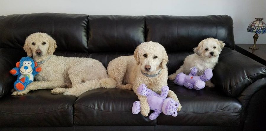 Dogs with their toys from St Mary’s